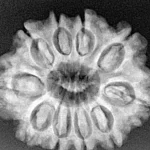 10 Mukhi Rudraksha 27.9mm 5.16gm - Xray