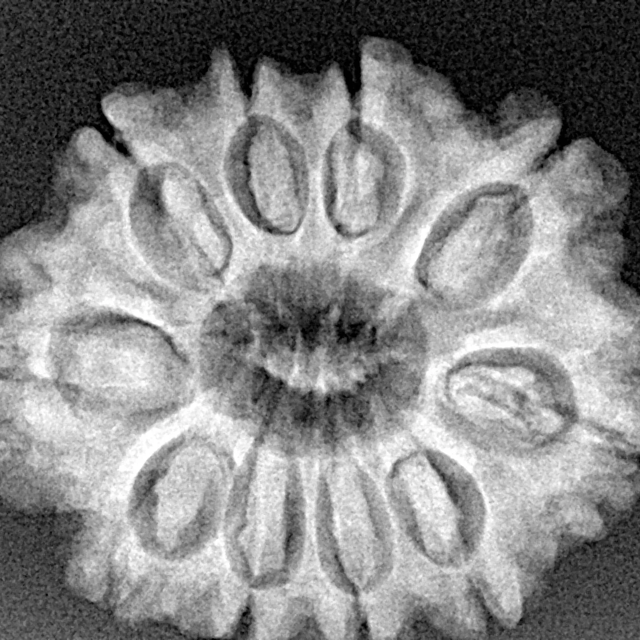 10 Mukhi Rudraksha 27.9mm 5.16gm - Xray