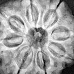8 Mukhi Rudraksha 26.4mm 5.73gm - Xray