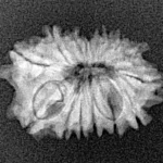 14 Mukhi Rudraksha 20.1mm 1.53gm - Xray