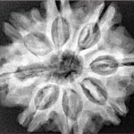 8 Mukhi Rudraksha 29mm 6.68gm - Xray