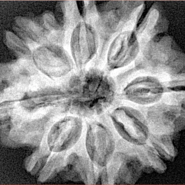 8 Mukhi Rudraksha 29mm 6.68gm - Xray