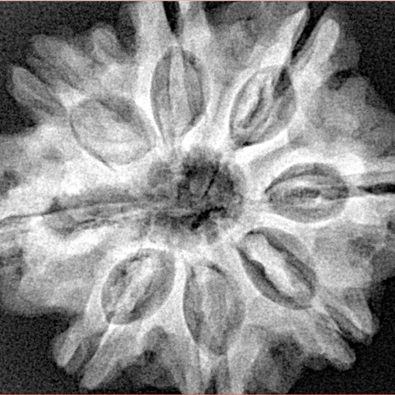 8 Mukhi Rudraksha 29mm 6.68gm - Xray