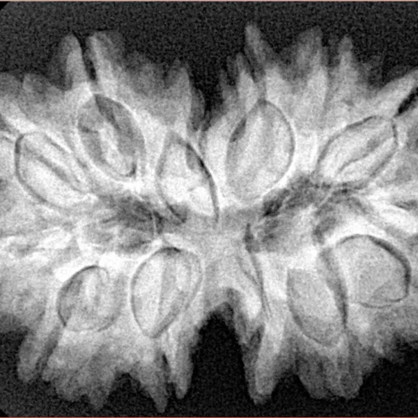 13 MK Gaurishankar 32.3mm 6.6gm - Xray