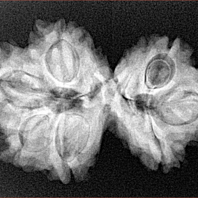 7 MK Gaurishankar 30.7mm 5gm - Xray
