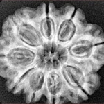 9 Mukhi Rudraksha 27.6mm 5.5gm - Xray