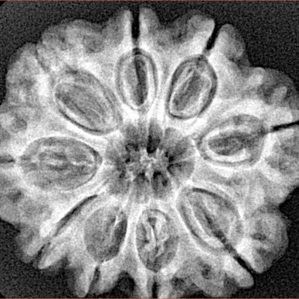 9 Mukhi Rudraksha 27.6mm 5.5gm - Xray