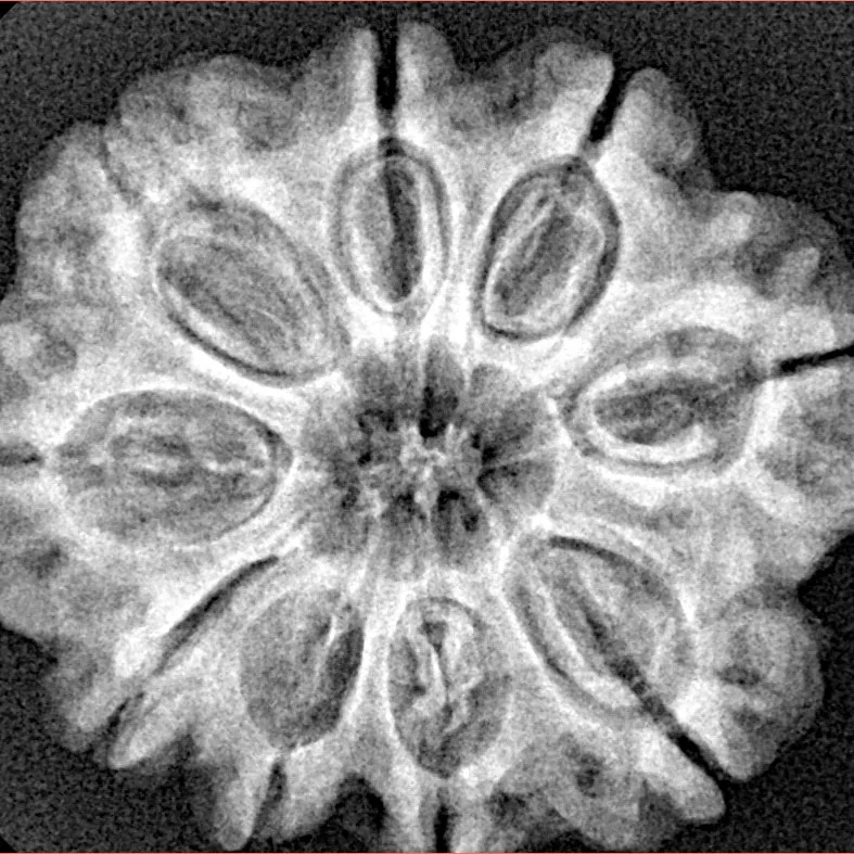 9 Mukhi Rudraksha 27.6mm 5.5gm - Xray