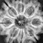 8 Mukhi Rudraksha 28.8mm 5.82gm - Xray