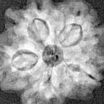 1MK(Underdeveloped) 21.1mm 2.8gm - Xray