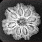 8 Mukhi Rudraksha 23.8mm 4.32gm - Xray