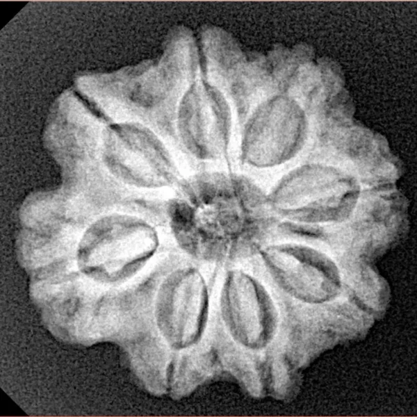 8 Mukhi Rudraksha 23.8mm 4.32gm - Xray