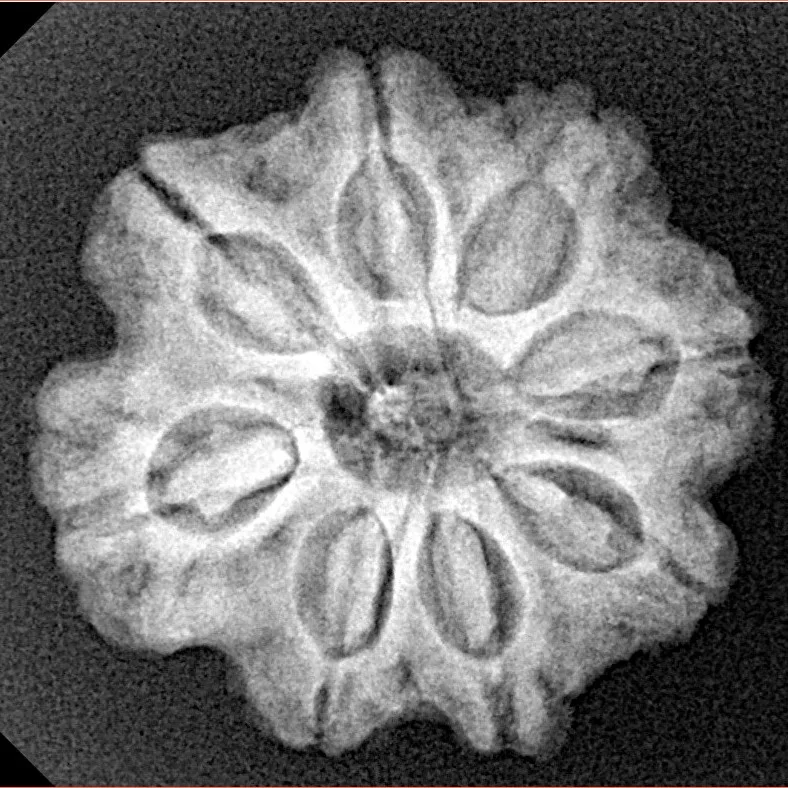 8 Mukhi Rudraksha 23.8mm 4.32gm - Xray