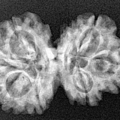 7 MK Gaurishankar 29mm 3.71gm - Xray