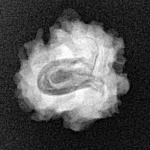 1 Mukhi Rudraksha 18.8mm 1.75gm - Xray