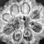 8 Mukhi Rudraksha 29.3mm 7.69gm - Xray