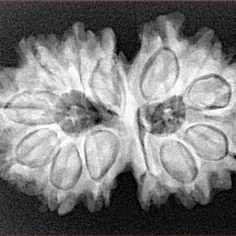 13 MK Gaurishankar 30.5mm 5.38gm - Xray
