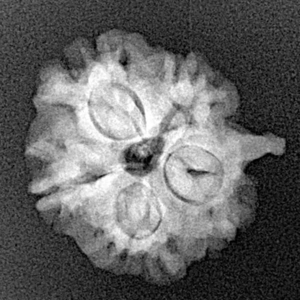 1 Mukhi ( U/D ) Ganesh 19.5mm 2.45gm - Xray