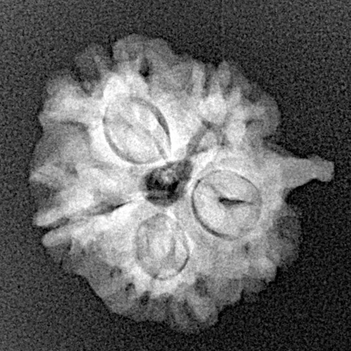 1 Mukhi ( U/D ) Ganesh 19.5mm 2.45gm - Xray