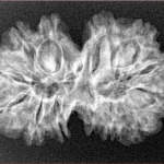 13 MK Gaurishankar 29.7mm 3.92gm - Xray