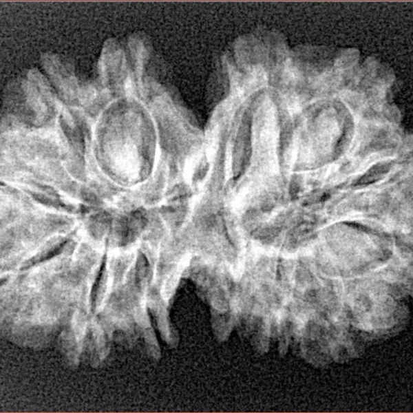 13 MK Gaurishankar 29.7mm 3.92gm - Xray