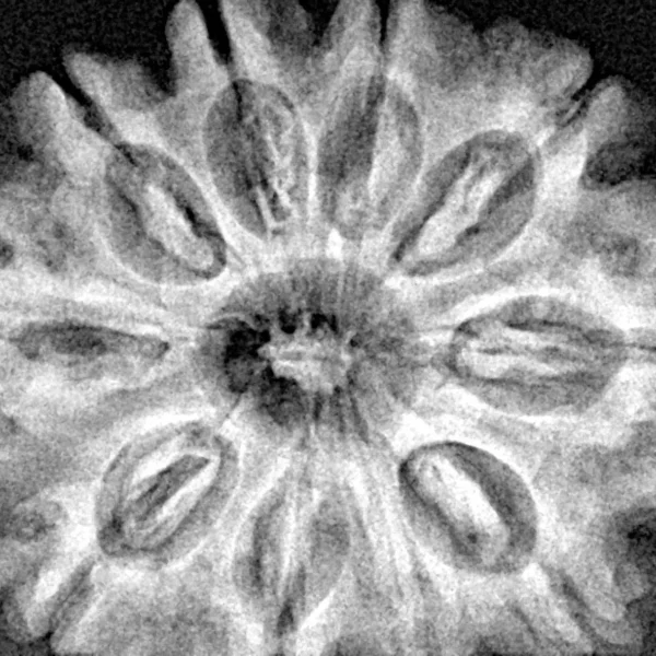 10 Mukhi Rudraksha 29.8mm 6gm - Xray