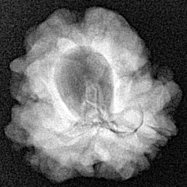 1 Mukhi Rudraksha 21.5mm 3.07gm - Xray
