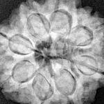 8 Mukhi Rudraksha 27.4mm 7gm - Xray