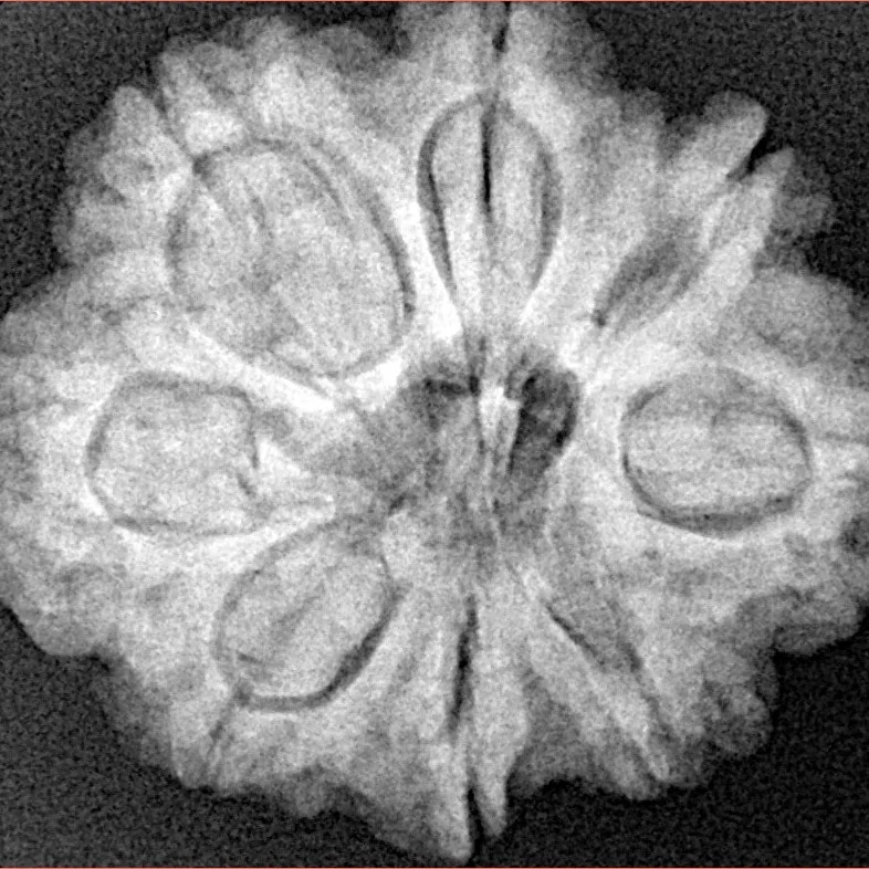 8 Mukhi Rudraksha 27.6mm 6.25gm - Xray