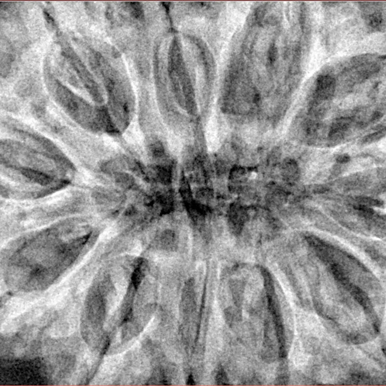 11 Mukhi Rudraksha 37.8mm 10.41gm - Xray