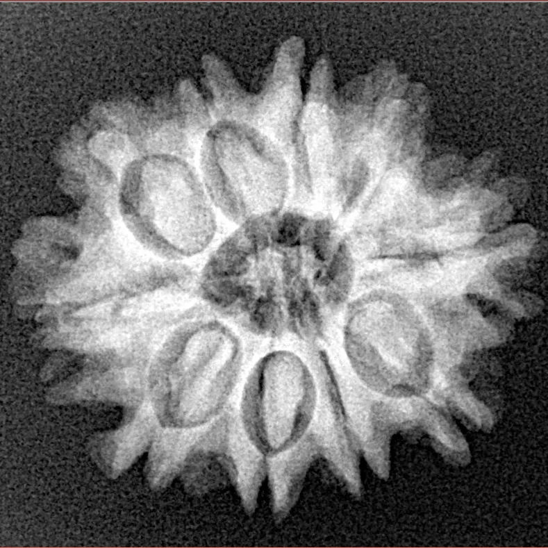 10 Mukhi Rudraksha 24.6mm 3.76gm - Xray