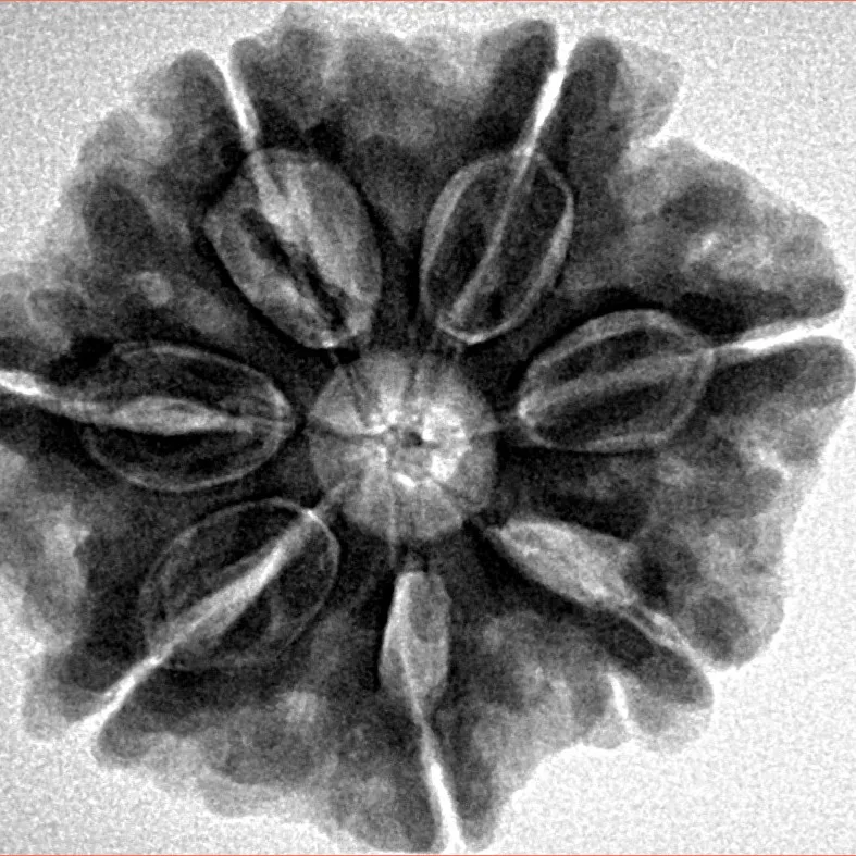 7 Mukhi Rudraksha 27.3mm 6.44gm - Inverse xray