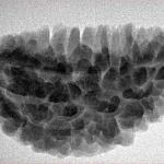 1 Mukhi Rudraksha 33.7mm 5.02gm - Inverse xray