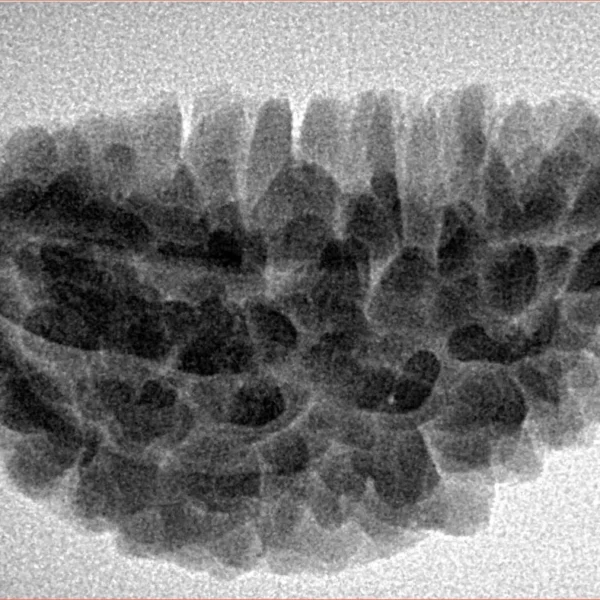 1 Mukhi Rudraksha 33.7mm 5.02gm - Inverse xray