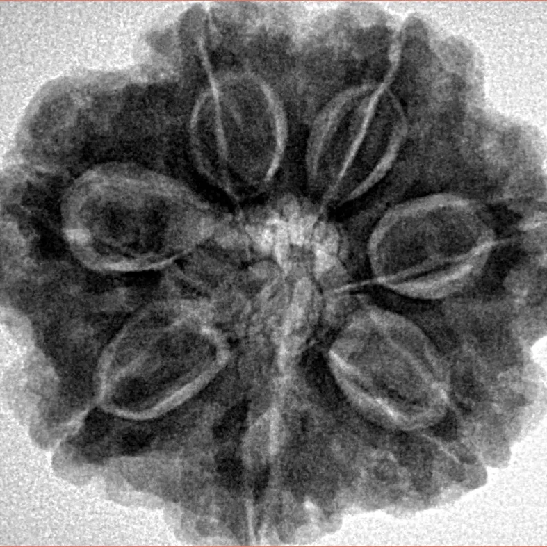 7 Mukhi Rudraksha 27.8mm 7.27gm - Inverse xray