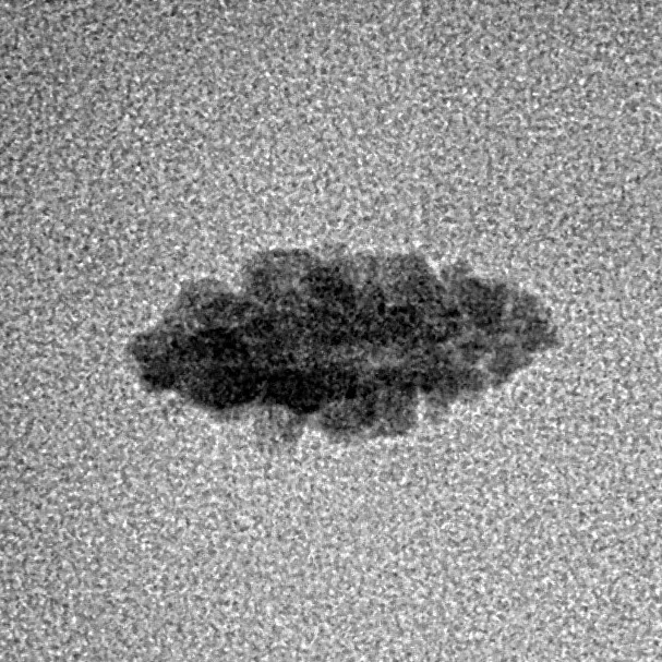 1 Mukhi Rudraksha 13.1mm 0.21gm - Inverse xray