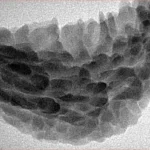 1 Mukhi Rudraksha 36.6mm 4.82gm - Inverse xray