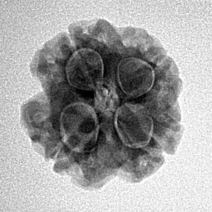 4 Mukhi Rudraksha 18.1mm 2.65gm - Inverse xray