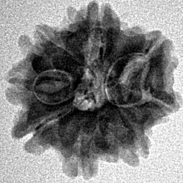 8 Mukhi Rudraksha 19.4mm 2.33gm - Inverse xray
