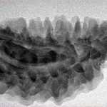 1 Mukhi Rudraksha 34mm 4.74gm - Inverse xray