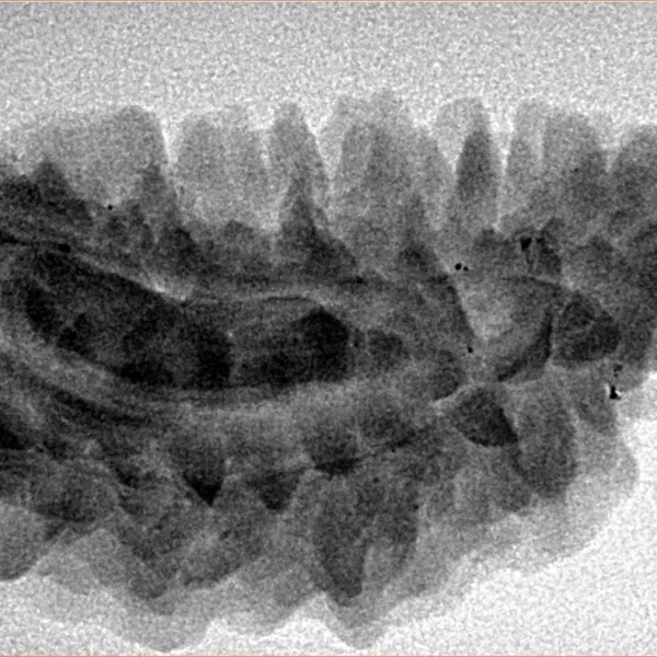 1 Mukhi Rudraksha 34mm 4.74gm - Inverse xray