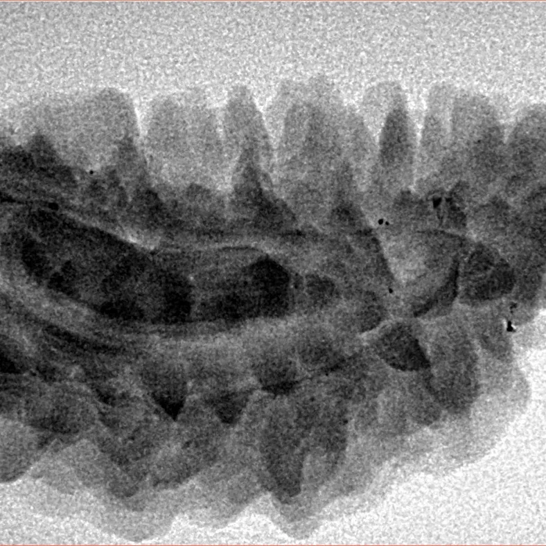 1 Mukhi Rudraksha 34mm 4.74gm - Inverse xray