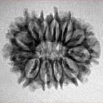 12 Mukhi Rudraksha 23.6mm 2.54gm - Inverse xray