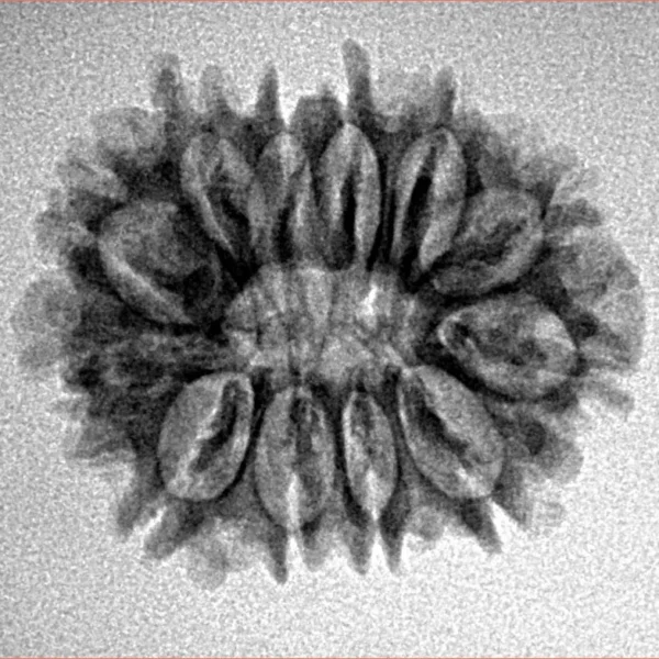 12 Mukhi Rudraksha 23.6mm 2.54gm - Inverse xray