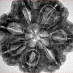 7 Mukhi Rudraksha 28.5mm 6.75gm - Inverse xray