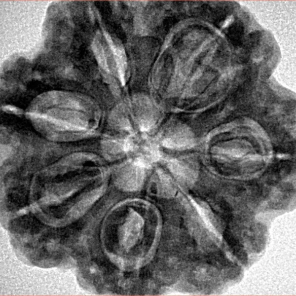 7 Mukhi Rudraksha 28.5mm 6.75gm - Inverse xray