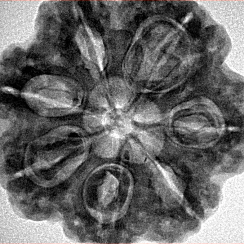 7 Mukhi Rudraksha 28.5mm 6.75gm - Inverse xray