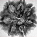 7 Mukhi Rudraksha 27mm 6.15gm - Inverse xray