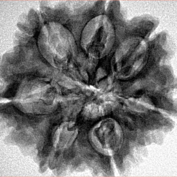 7 Mukhi Rudraksha 27mm 6.15gm - Inverse xray