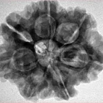 7 Mukhi Rudraksha 27.1mm 5.85gm - Inverse xray